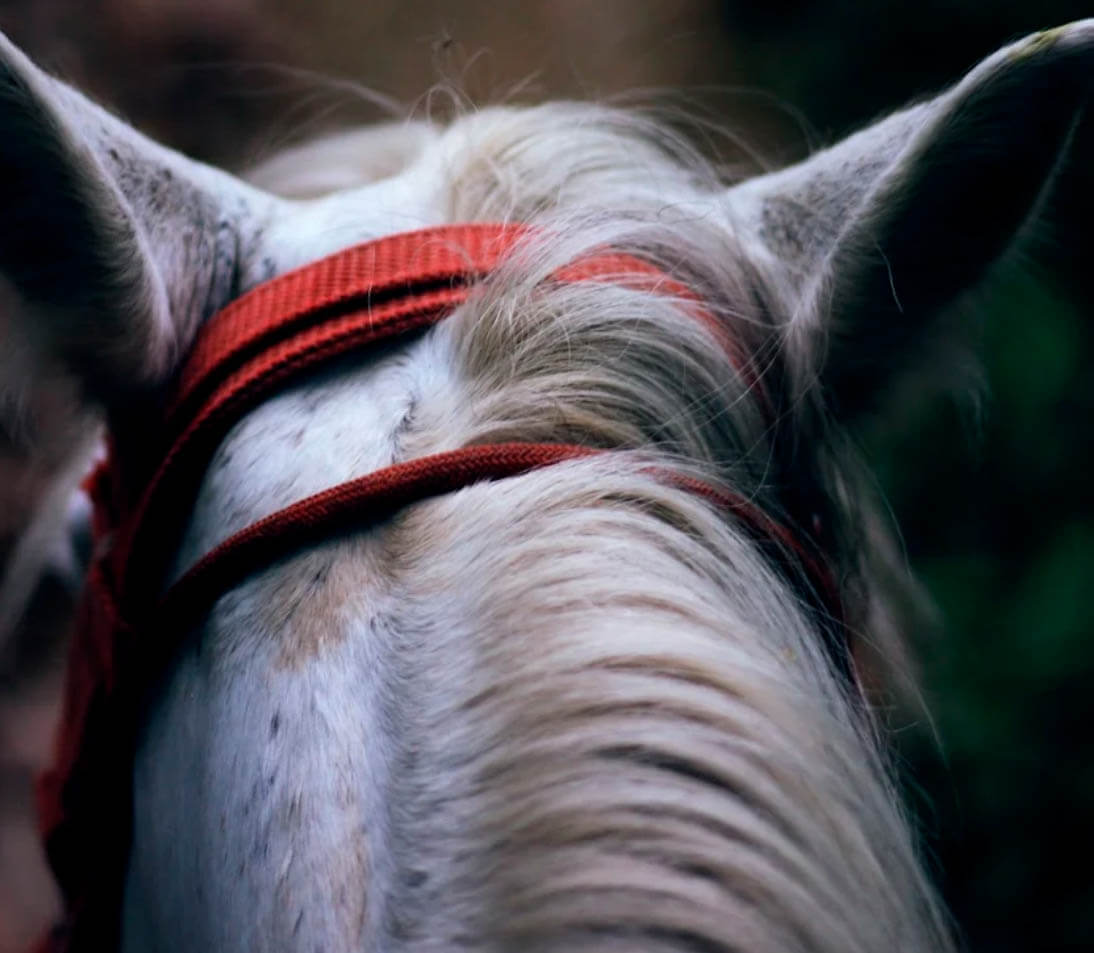 Horseback ride 1