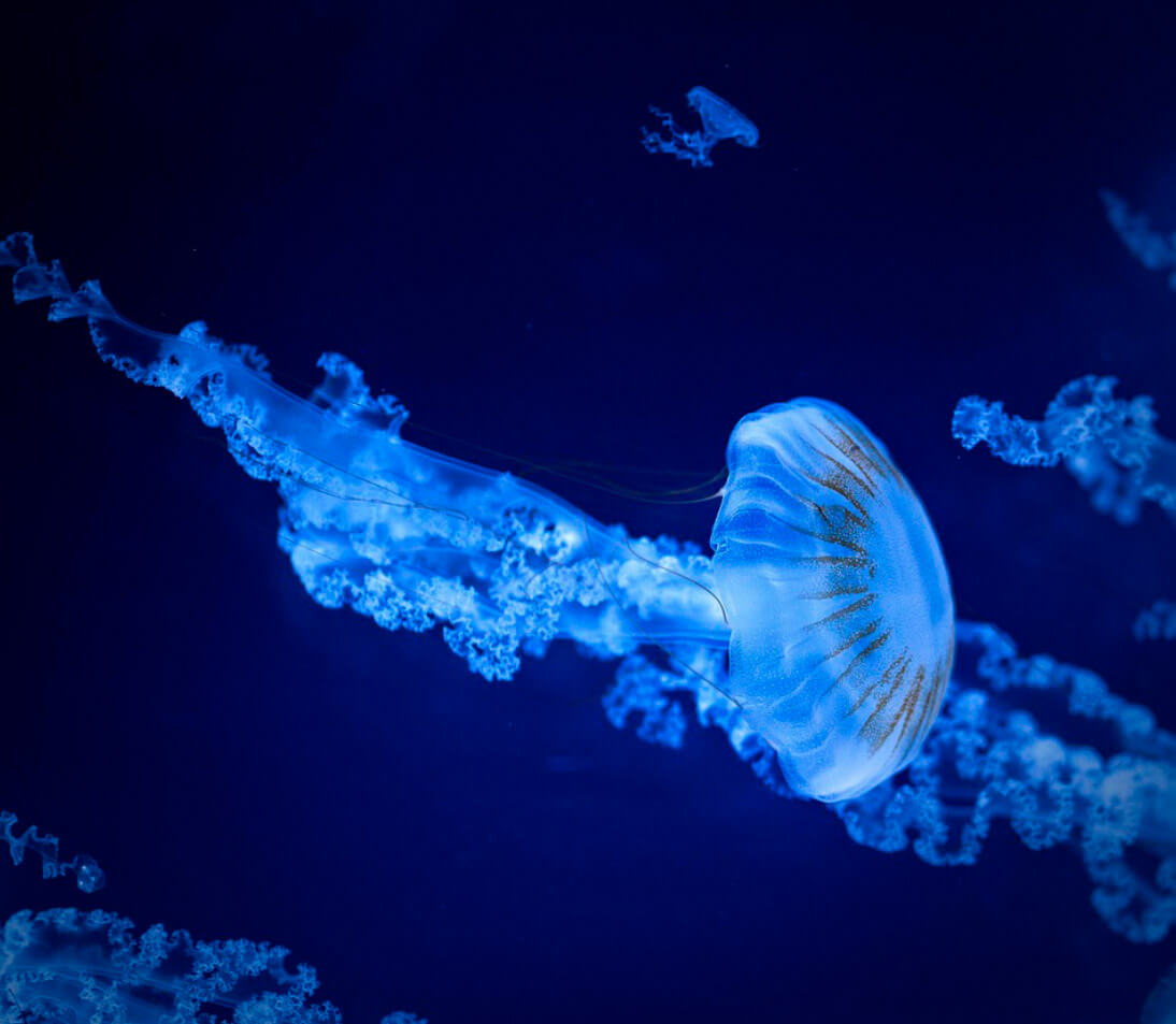 Medusas y vida marina en el acuario de Playa Blanca, Santa Marta, con playa de arena blanca al fondo