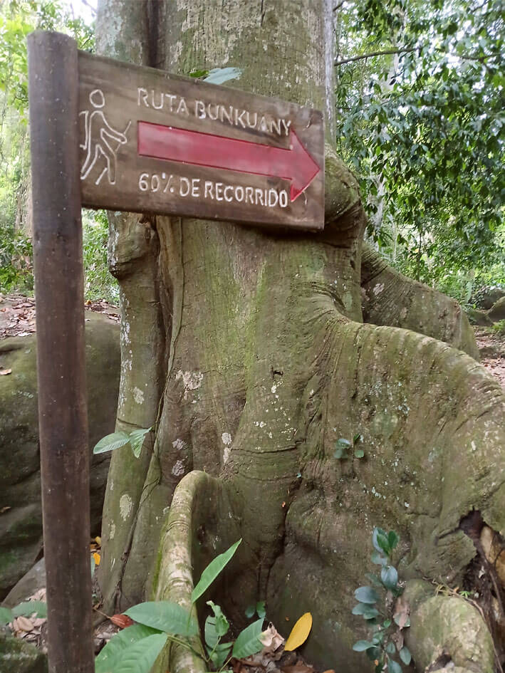 Route signage on ancient tree trunk indicating "Bunkuany Route, 60% completed" during indigenous trekking tour