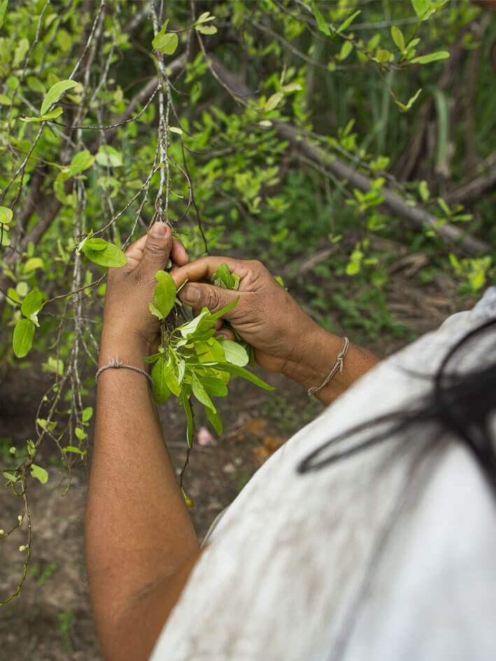 Wiwa indigenous artisan extracting natural fibers from maguey plant for traditional mochila bag weaving