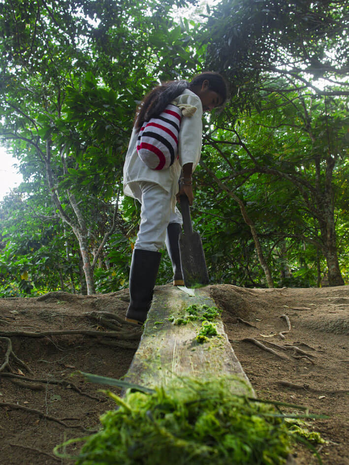Hands harvesting sacred coca leaves "jayo" from bushes during Bunkuany trekking cultural experience